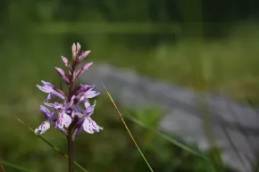 Ruokojärveltä