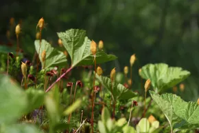 Versatile flora at Laipanmaa