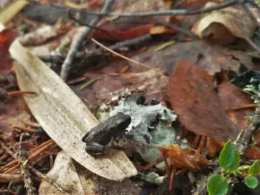 A frog in Laipanmaa