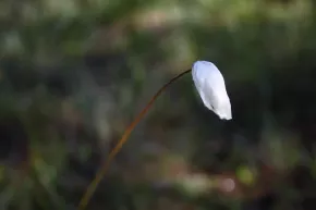 Tussock cottongrass in Laipanmaa