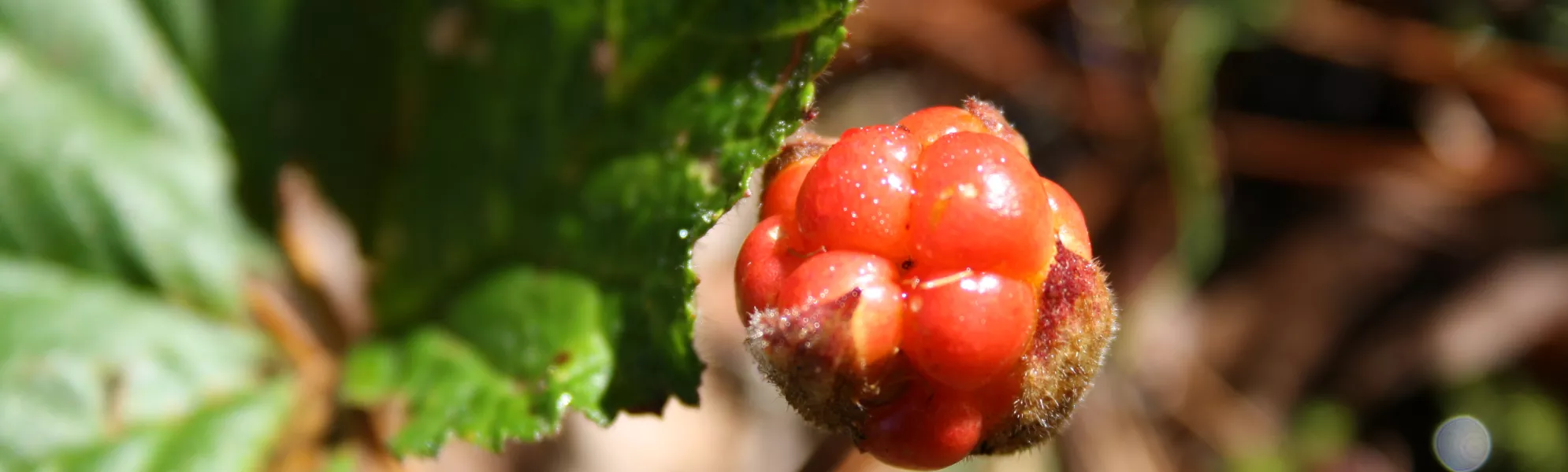 Cludberry in Laipanmaa