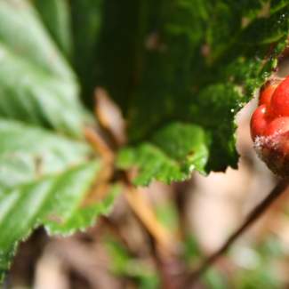 Cludberry in Laipanmaa