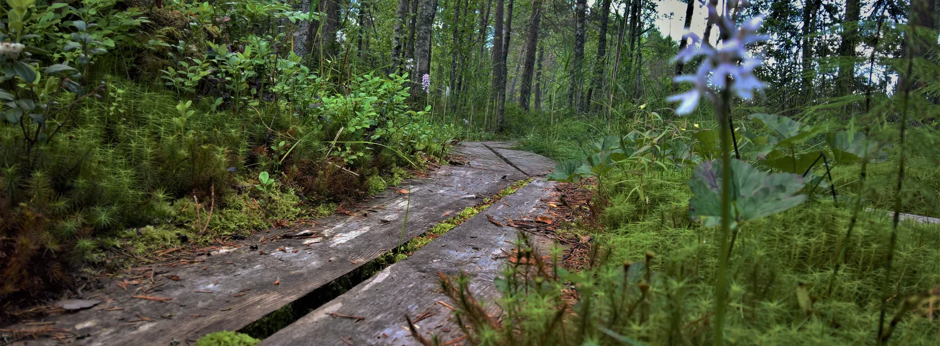 Keep your feet dry - walk on the duckboards