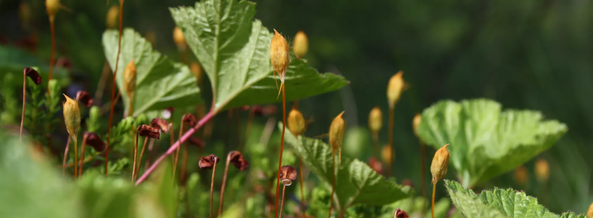Versatile flora at Laipanmaa