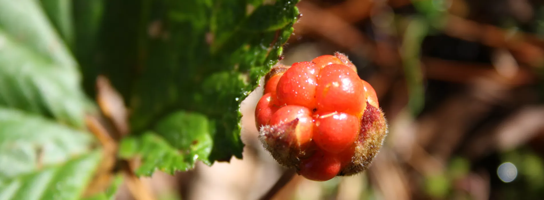 Cludberry in Laipanmaa